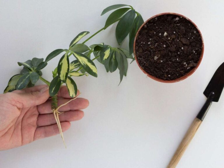 How To Propagate Umbrella Plant